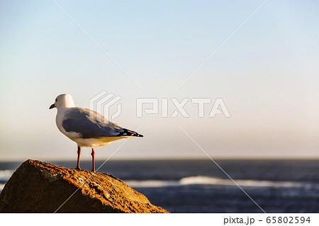 Albatross on a rock at Margaret River cape to cape 65802594
