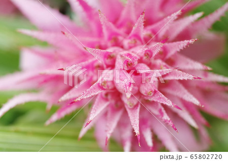 エクメア・ファスキアタ エクメア・ファスキアタ 65802720