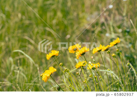 春の野の花 春の野の花 65802937