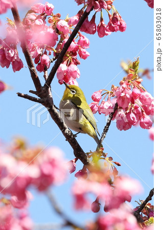 メジロと梅の花１２ 65803018