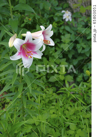 百合 65803051