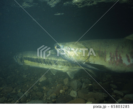 川を遡上する鮭 65803285