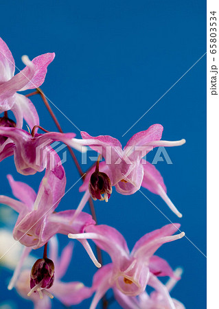 青背景のピンクのイカリソウ 青背景のピンクのイカリソウ 65803534