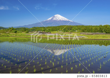 田んぼ 富士山  逆さ富士 田んぼ 富士山  逆さ富士 65803813