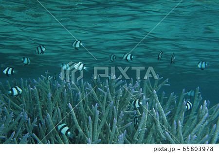 サンゴに住むスズメダイの仲間 65803978