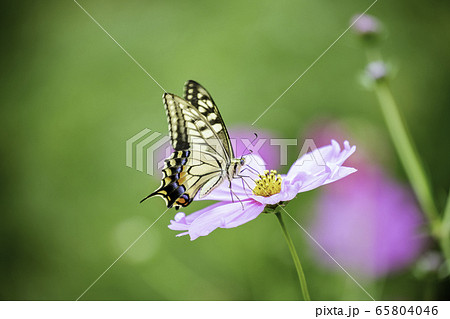 コスモスとアゲハチョウ コスモスとアゲハチョウ 65804046