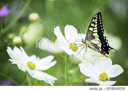 コスモスとアゲハチョウ 65804050