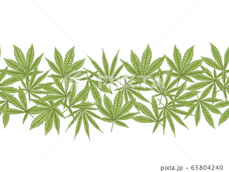 Cannabis leaves seamless pattern, background. 65804240