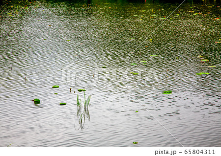 風景 植物 光州 65804311