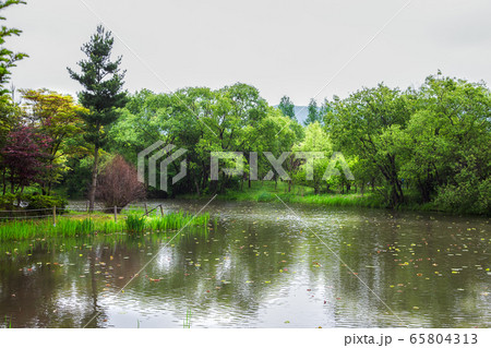 風景 植物 光州 65804313
