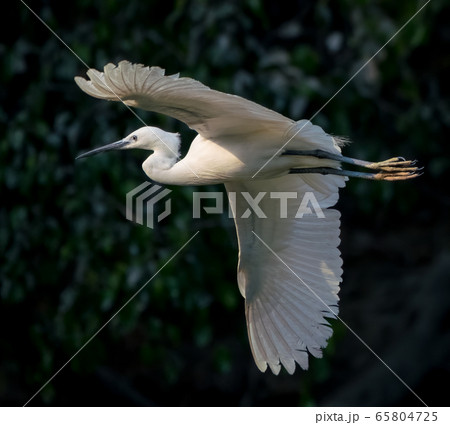 A close up shot of the great egret fishing and flying above a lake in China 65804725