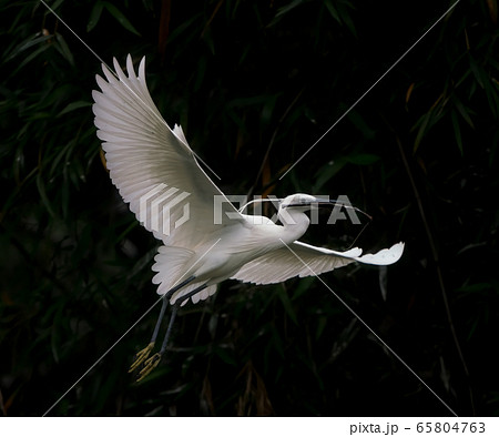A closeup shot of the great egret flying above a lake in Zhaoqing, China 65804763