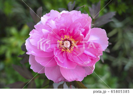 牡丹の花　島の藤 65805385