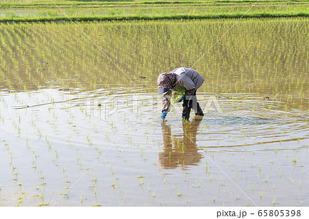 田植え　補植　女性 65805398