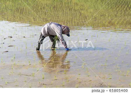 田植え 補植 女性 田植え 補植 女性 65805400