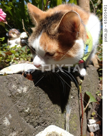 ネコ 三毛猫 ネコ 三毛猫 65805401