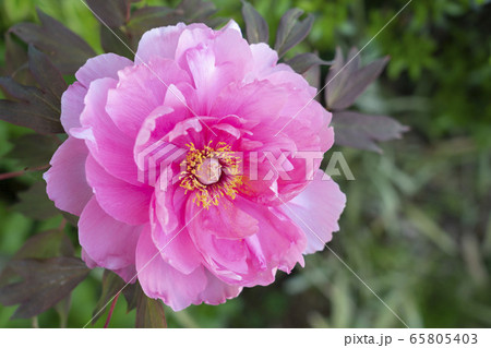 牡丹の花 島の藤 牡丹の花 島の藤 65805403