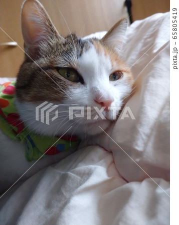 ネコ 三毛猫 65805419