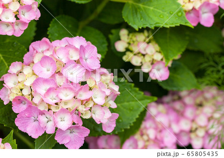 紫陽花 65805435