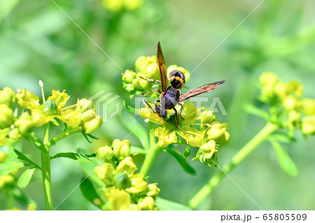 エントツドロバチ（オオカバフスジドロバチ） 65805509