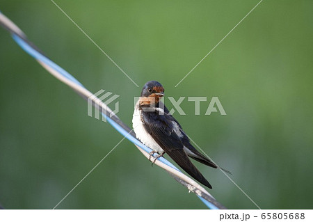 ツバメ ツバメ 65805688