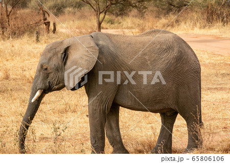 タンザニア・タランギーレ国立公園で見かけたアフリカゾウの後ろ姿 65806106