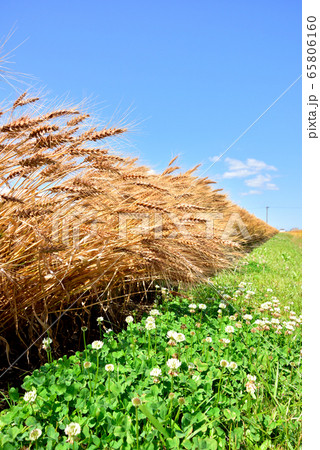 麦秋 麦畑 収穫イメージ 初夏イメージ 麦秋至る 麦秋 麦畑 収穫イメージ 初夏イメージ 麦秋至る 65806160
