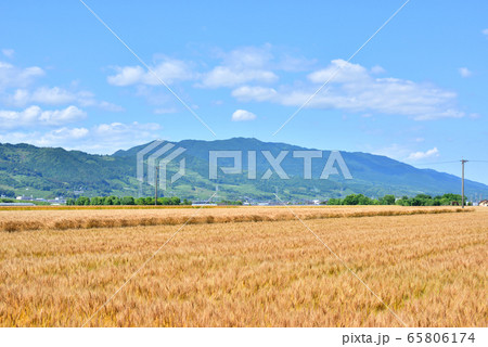 麦秋 麦畑 収穫イメージ 初夏イメージ 麦秋至る 麦秋 麦畑 収穫イメージ 初夏イメージ 麦秋至る 65806174