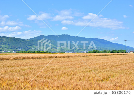 麦秋 麦畑 収穫イメージ 初夏イメージ 麦秋至る 麦秋 麦畑 収穫イメージ 初夏イメージ 麦秋至る 65806176