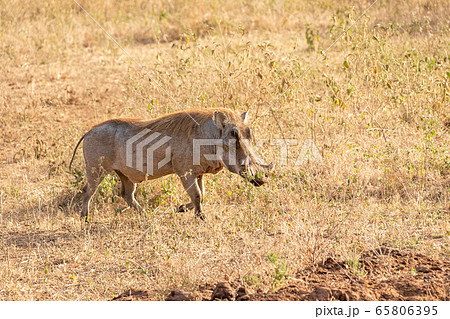 タンザニア タランギーレ国立公園で見かけたイボイノシシの写真素材