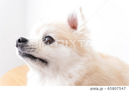 かわいい犬 65807547