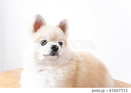 かわいい犬 65807553