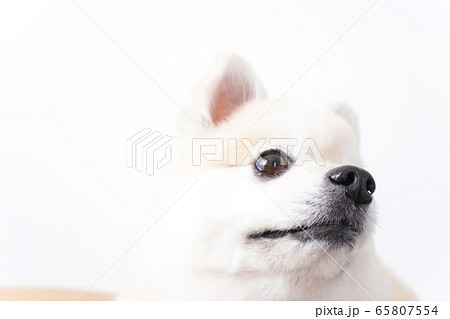 かわいい犬 かわいい犬 65807554
