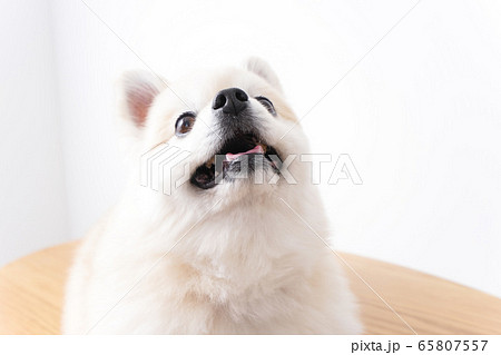 かわいい犬 かわいい犬 65807557