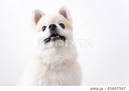 かわいい犬 65807567