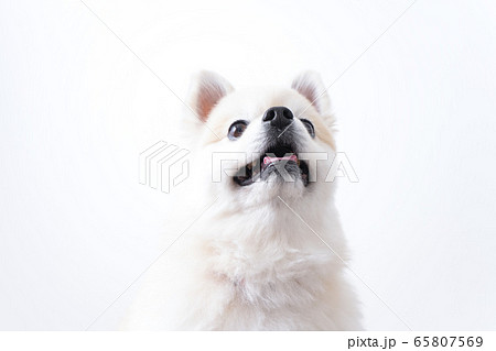 かわいい犬 65807569