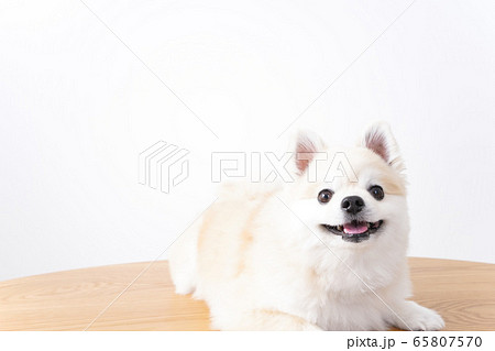 かわいい犬 かわいい犬 65807570