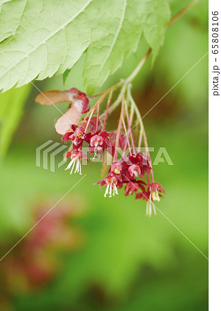 自然風景植物写真 ハウチワカエデの花と実 実が出来るまで 花と実が見られるハウチワカエデの花の写真素材