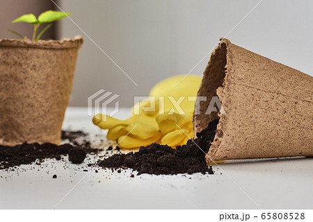 Plant in pot with soil and yellow gloves 65808528