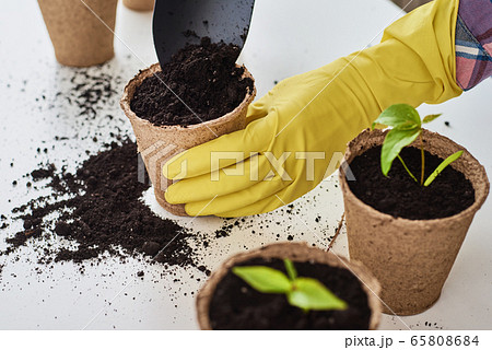 Woman hands in a yellow gloves transplating plant. Woman hands in a yellow gloves transplating plant. 65808684