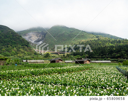 beautiful white Calla lily beautiful white Calla lily 65809658