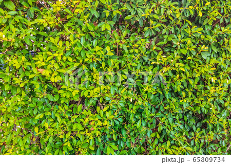 Beautiful background of green bright sun leaves. With copy space ideal for use in the design or wallpaper Beautiful background of green bright sun leaves. With copy space ideal for use in the design or wallpaper 65809734