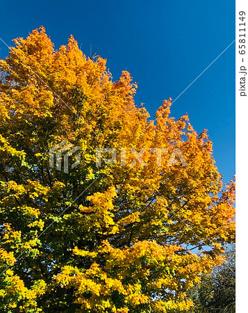 カナディアンメープル 65811149