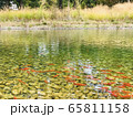 池の金魚 65811158