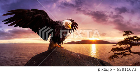 Big Bald Eagle with wings Open sitting on the Ocean Coast Big Bald Eagle with wings Open sitting on the Ocean Coast 65811673
