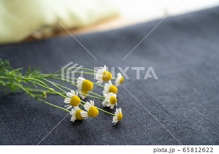 カモミールの花 65812622
