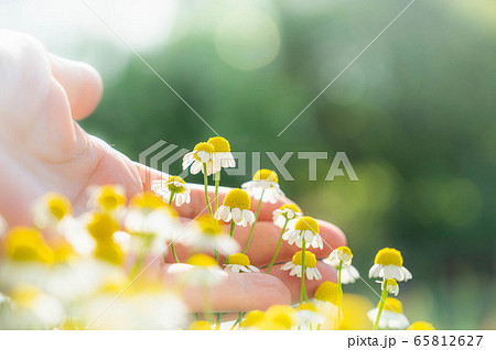 手のひらとカモミールの花 65812627