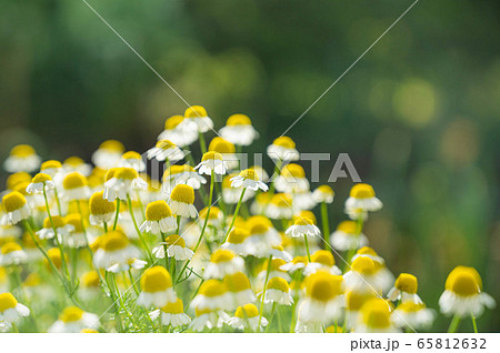 カモミールの花 65812632