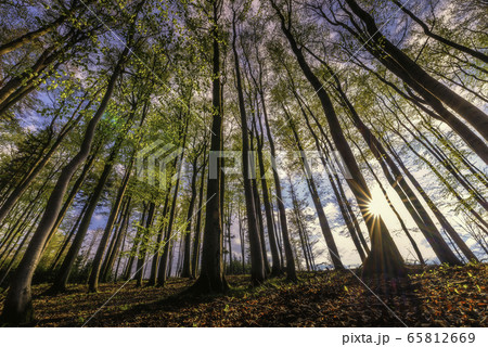 Spring beech forest Spring beech forest 65812669