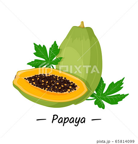 Bright tropical fruit papaya, whole and half of a sectional with seeds on a white background. Vector illustration. Bright tropical fruit papaya, whole and half of a sectional with seeds on a white background. Vector illustration. 65814099